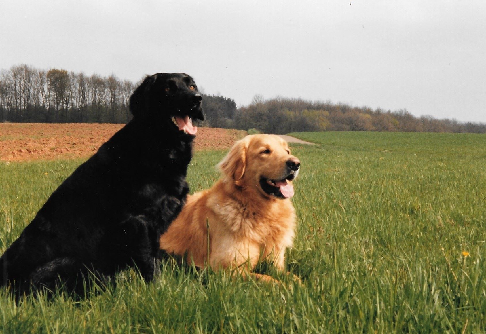 Cornett vom Enzblick